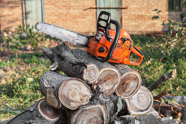 Best Tree Branch Trimming  in USA